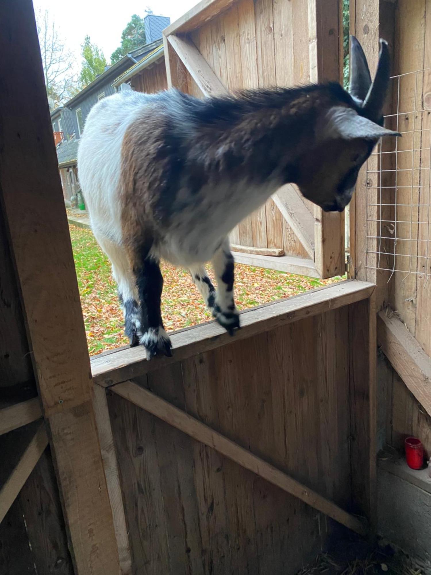 Ferienwohnung Auf Einem Resthof Zentral Gelegen Mit Viel Natur Und Tieren Rendswuhren Exteriör bild