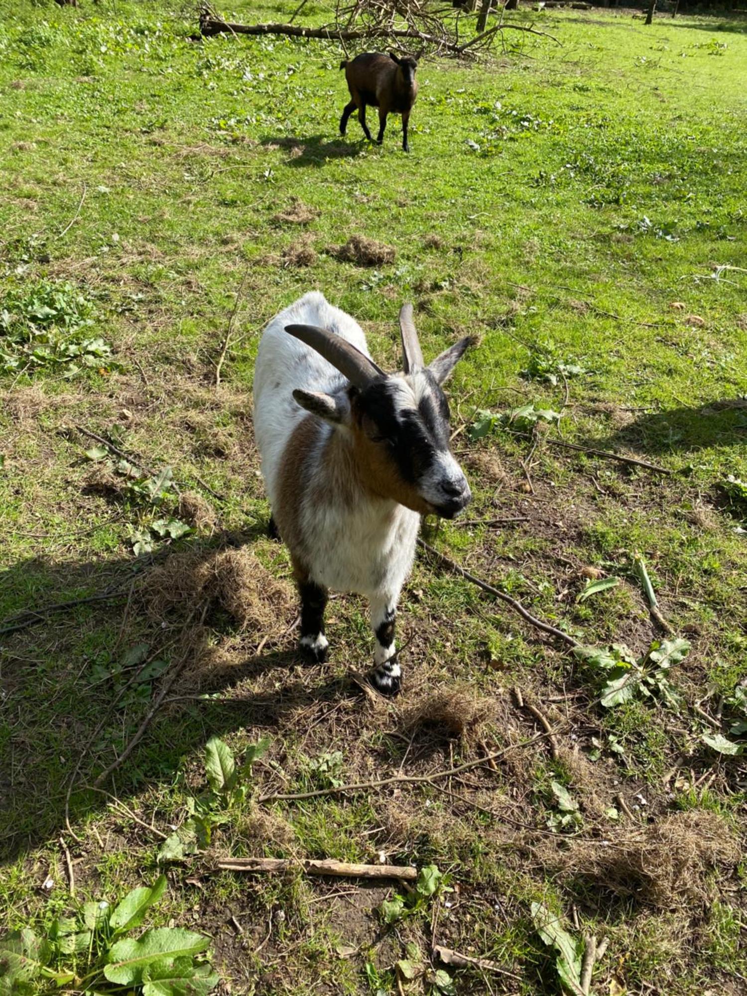 Ferienwohnung Auf Einem Resthof Zentral Gelegen Mit Viel Natur Und Tieren Rendswuhren Exteriör bild